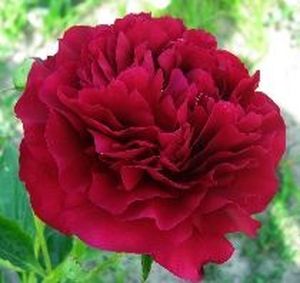 PIVOINE TEINTEE 55